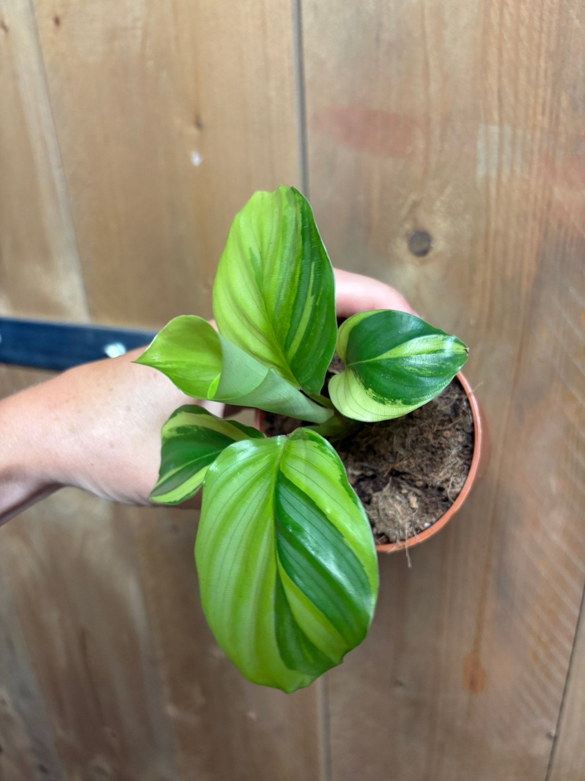 Calathea orbifolia plant aurea yellow lemon variegata, Huis en Inrichting, Kamerplanten, Ophalen of Verzenden, Halfschaduw, Minder dan 100 cm