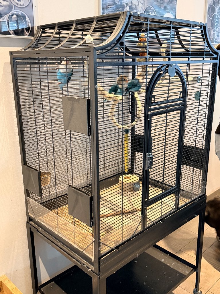 Kooi / ageponis, Meerdere dieren, Parkiet, Tam