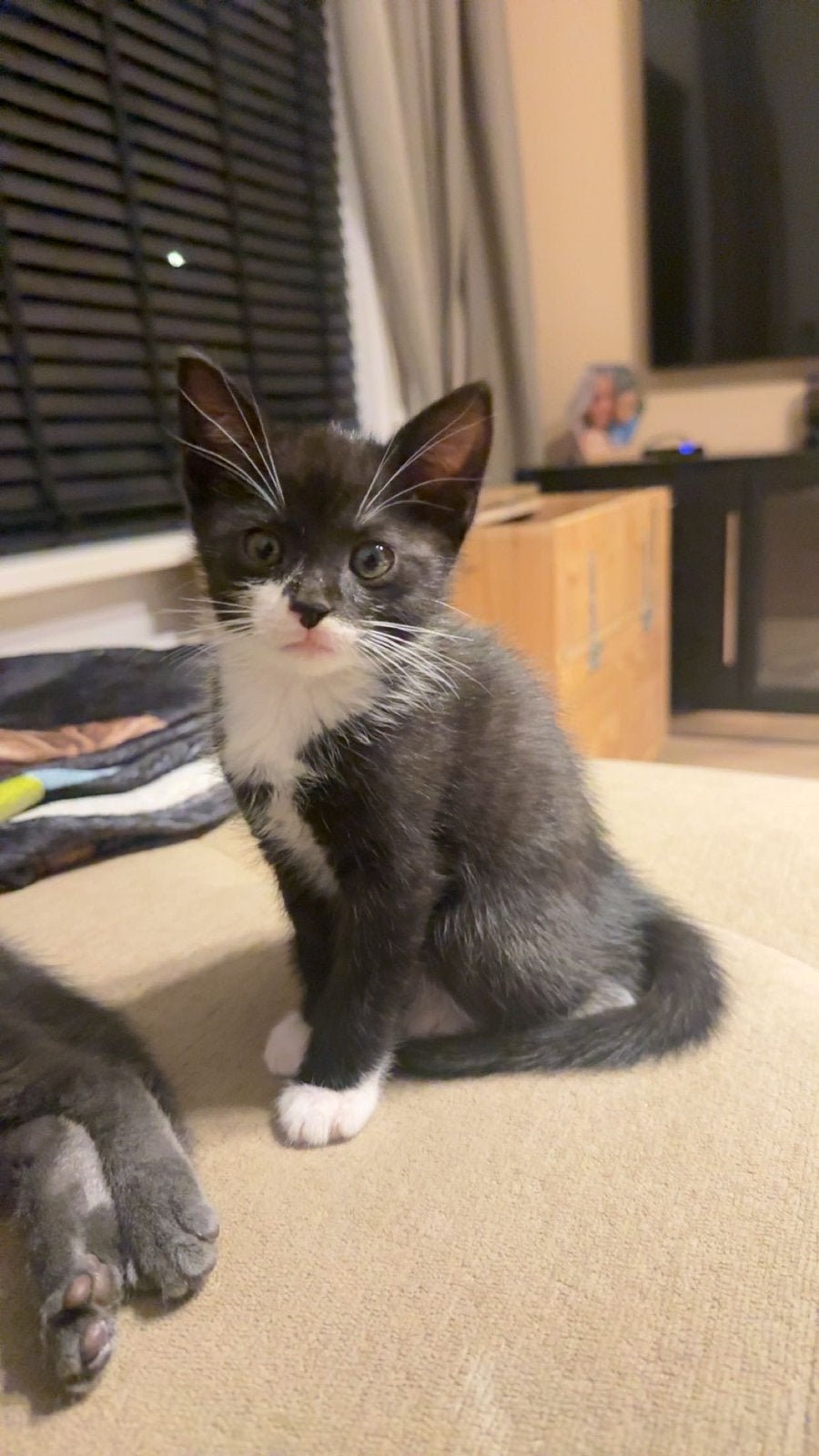 2 super schattige kittens, Dieren en Toebehoren