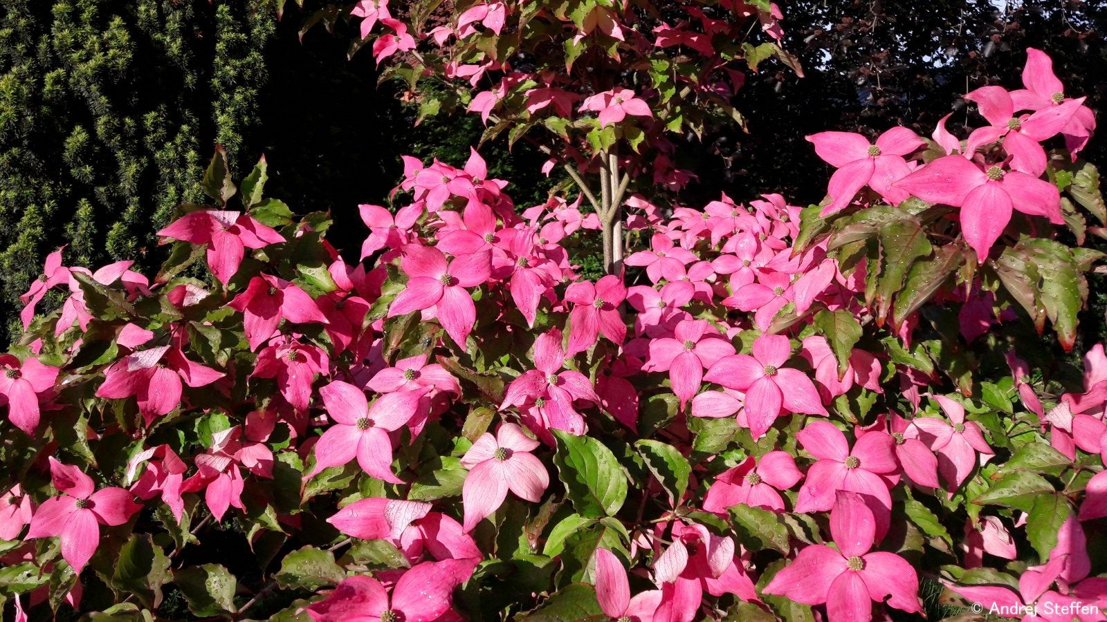 Cornus kousa in soorten, Ophalen, Lente, Overige soorten, Volle zon