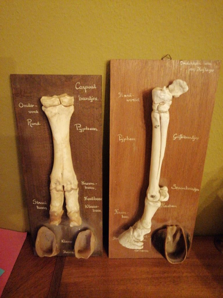Anatomische modellen van runder- en paardenpoten, taxidermie, Ophalen of Verzenden, Zo goed als nieuw, Paard, Overige typen