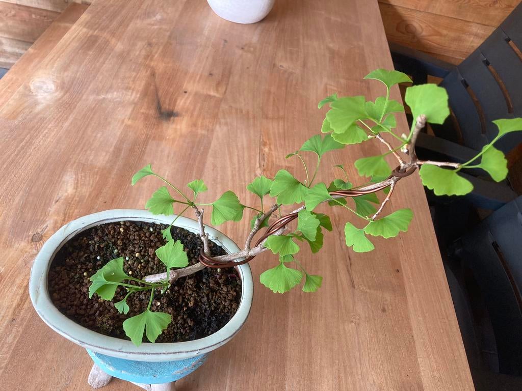 Pre bonsai Ginkgo Biloba in schaal, Ophalen, Overige soorten, Volle zon
