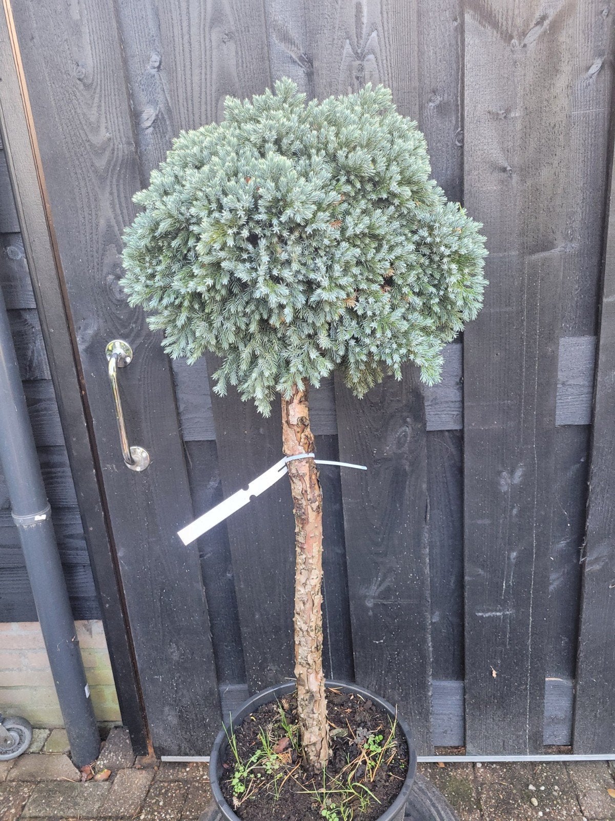 Juniperus Squamata 'Meyeri' op stam - Blauwe Jeneverbes, Volle zon, Vaste plant, Bloeit niet, Ophalen