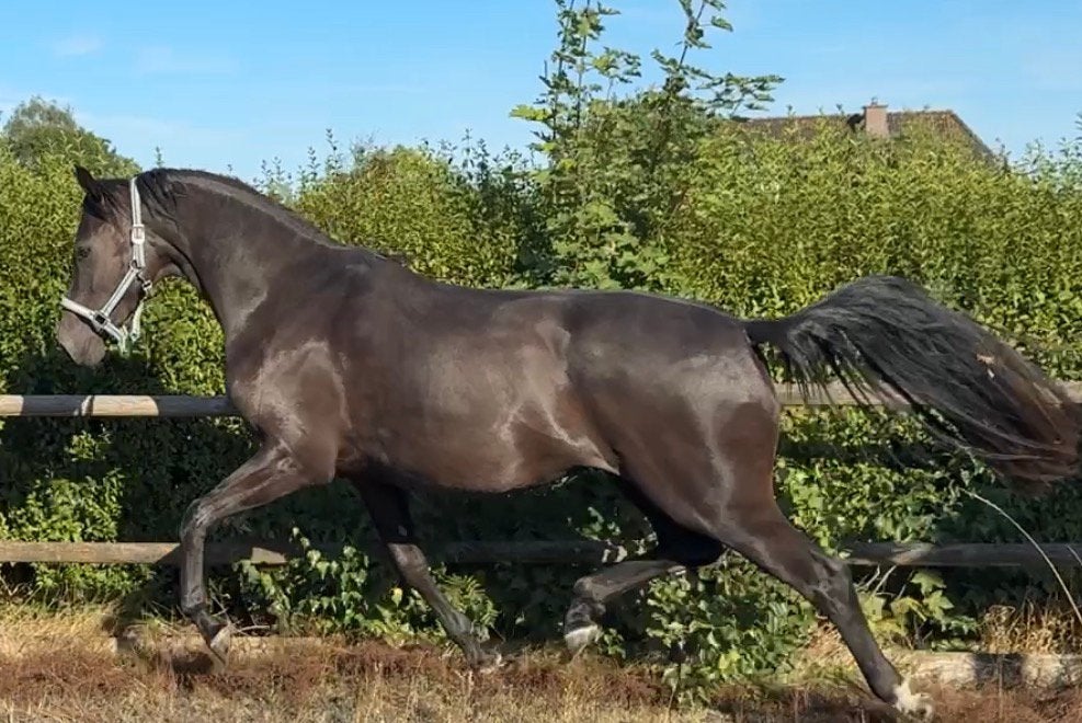 Goedbewegende 3 jarige merrie uit sportstam, Dieren en Toebehoren, Merrie, Met stamboom, Dressuurpaard, 3 tot 6 jaar