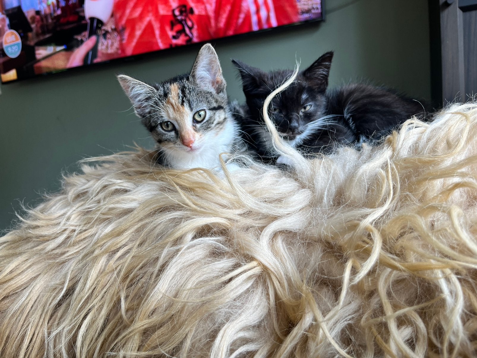 Leuke huiselijke kittens te koop, Dieren en Toebehoren, Katten en Kittens | Overige Katten, Poes