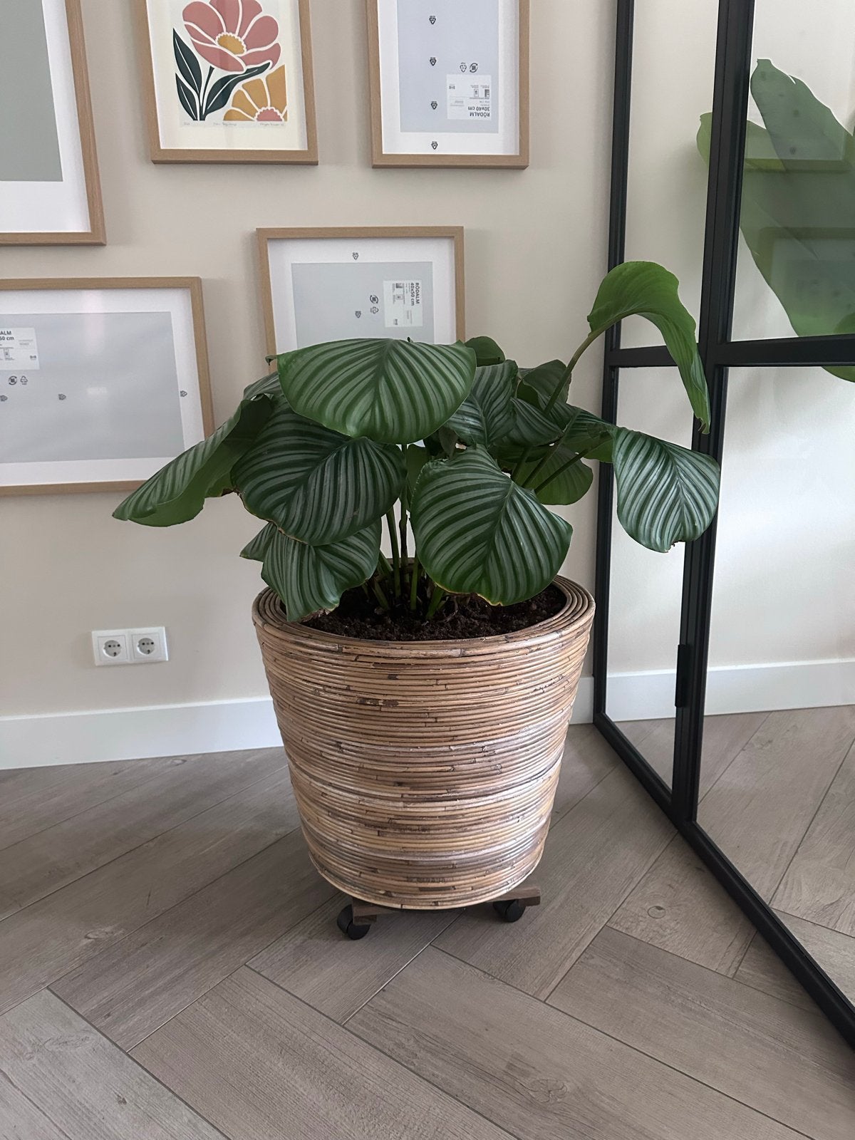 Grote Calathea in rotan pot, Ophalen, Gebruikt, Boho, Natuurlijk materiaal