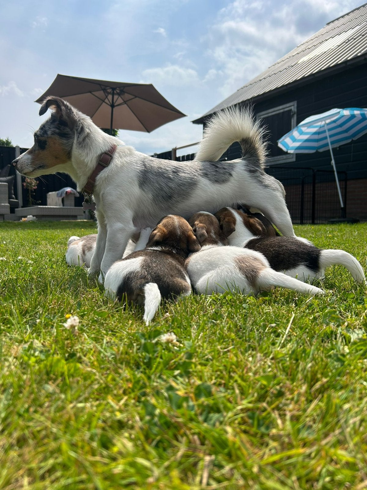 Jack russel pups 8 weken, Dieren en Toebehoren, Jack Russell Terriër, 8 tot 15 weken, Meerdere, Meerdere dieren