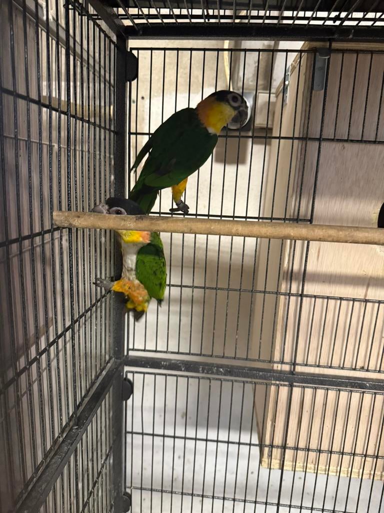 Zwartkopcaique, Meerdere dieren, Parkiet