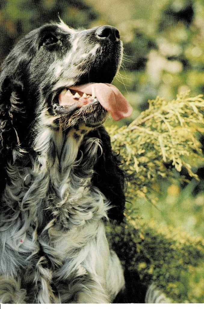 Prachtige kaart  van een vrolijke hond, Cocker Spaniel, Ophalen of Verzenden, 1980 tot heden, Ongelopen, Hond of Kat