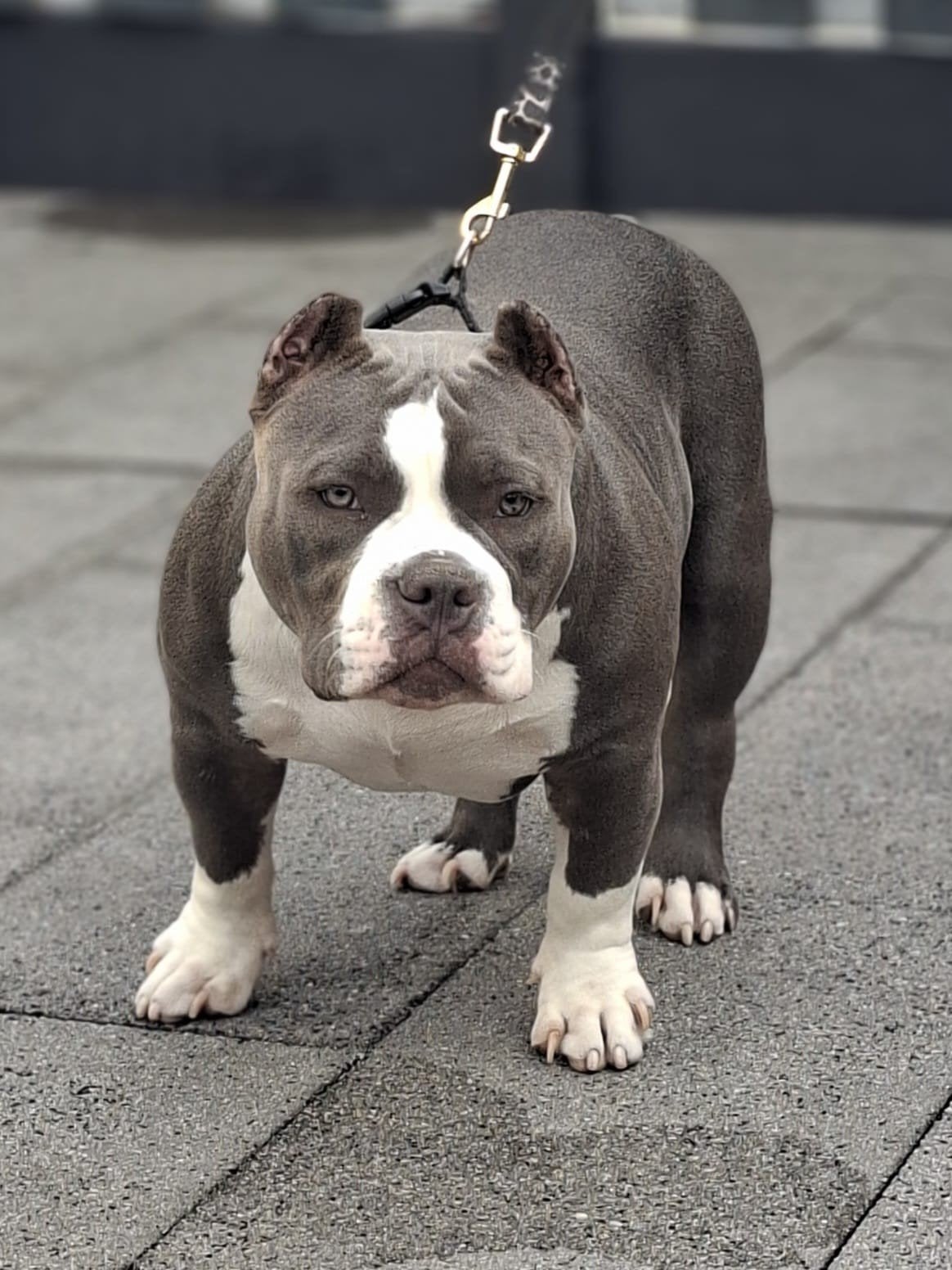 American pocket bully teefje 6 maanden, Dieren en Toebehoren, Rabiës (hondsdolheid), 15 weken tot 1 jaar, Teef, Bulldog