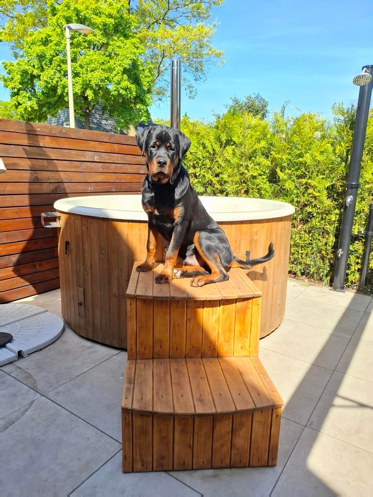 Rottweiler Dekreu aangeboden (niet te koop), Dieren en Toebehoren, Honden | Dekreuen, Reu, 1 tot 2 jaar, Parvo, Eén hond