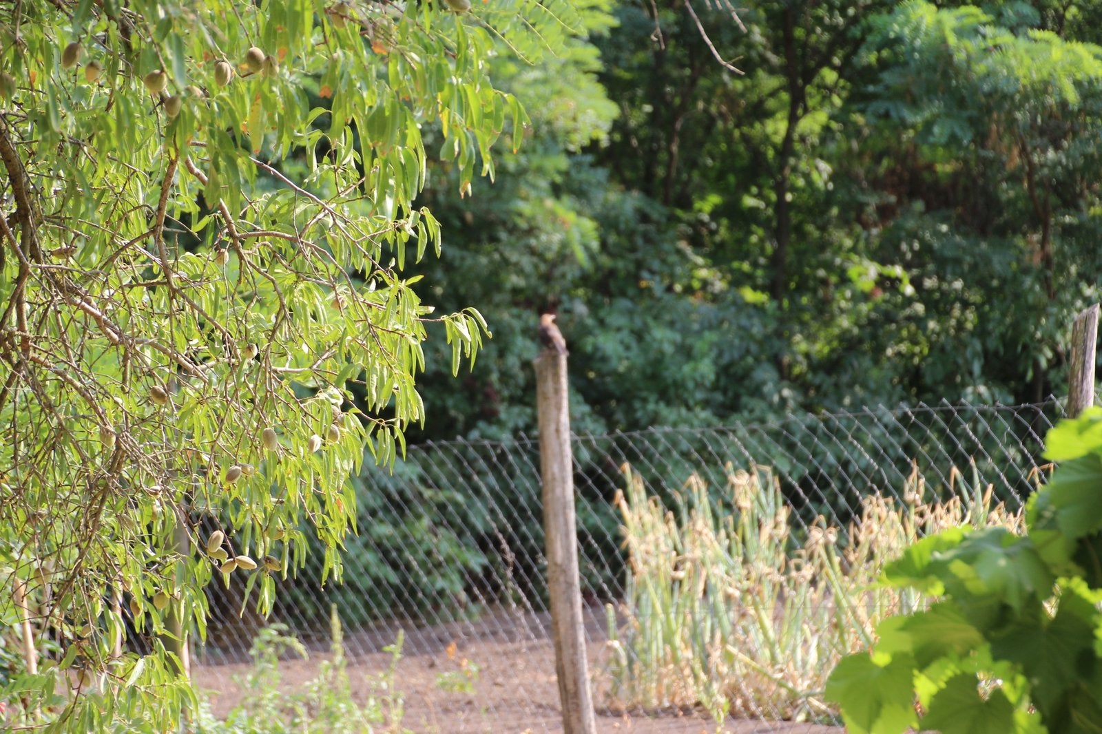 Bouwgrond + aanlendend agricultural perceel in Hongarije