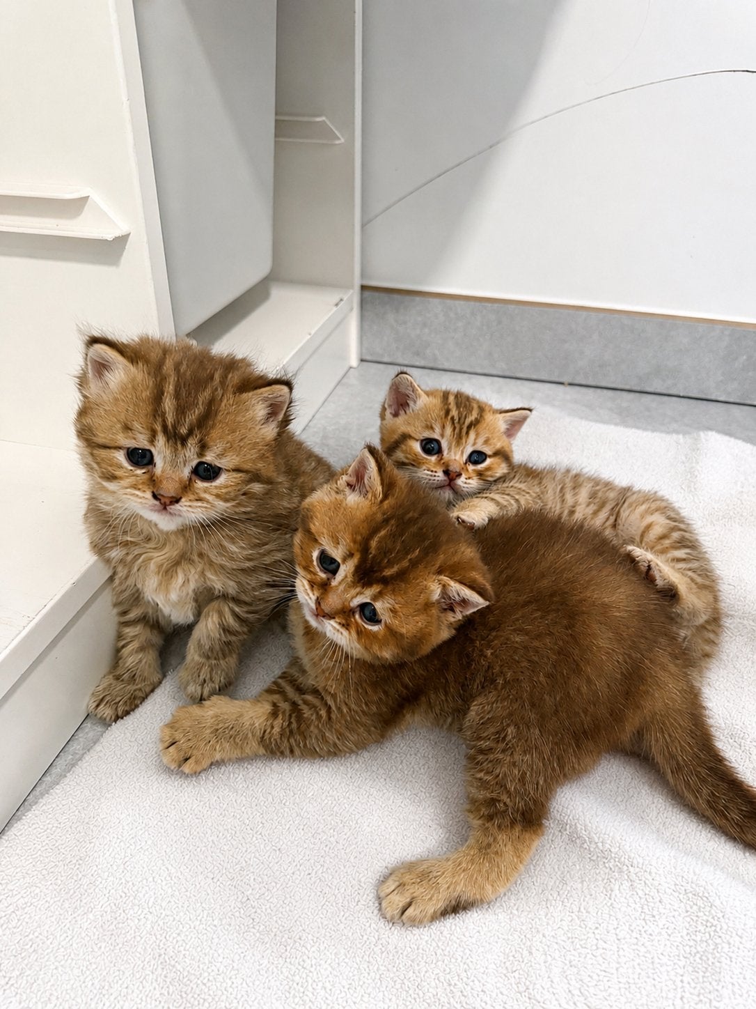 Briste korthaar golden shaded kittens te koop, Dieren en Toebehoren, Kater