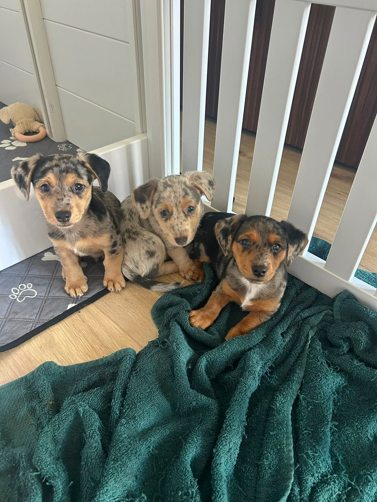 Lieve Jack Russel pups – nog 1 teefje van 6 weken! ️, Dieren en Toebehoren, Jack Russell Terriër, Reu, CDV (hondenziekte), 8 tot 15 weken