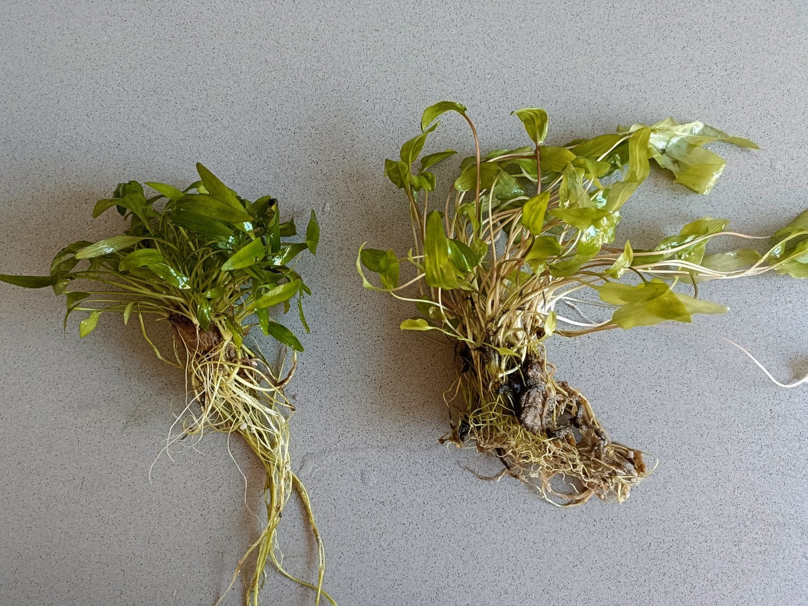 2 aquarium plantjes - gratis, Huis en Inrichting, Kamerplanten, Ophalen