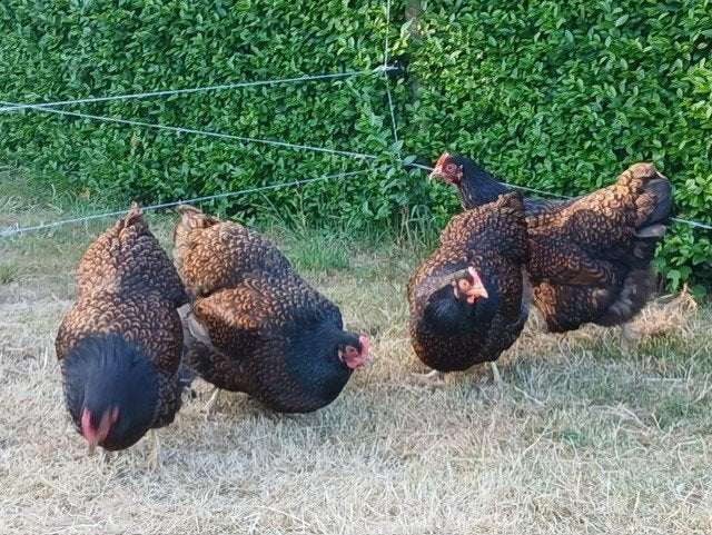Barnevelder kippen, Dieren en Toebehoren, Pluimvee, Vrouwelijk, Kip