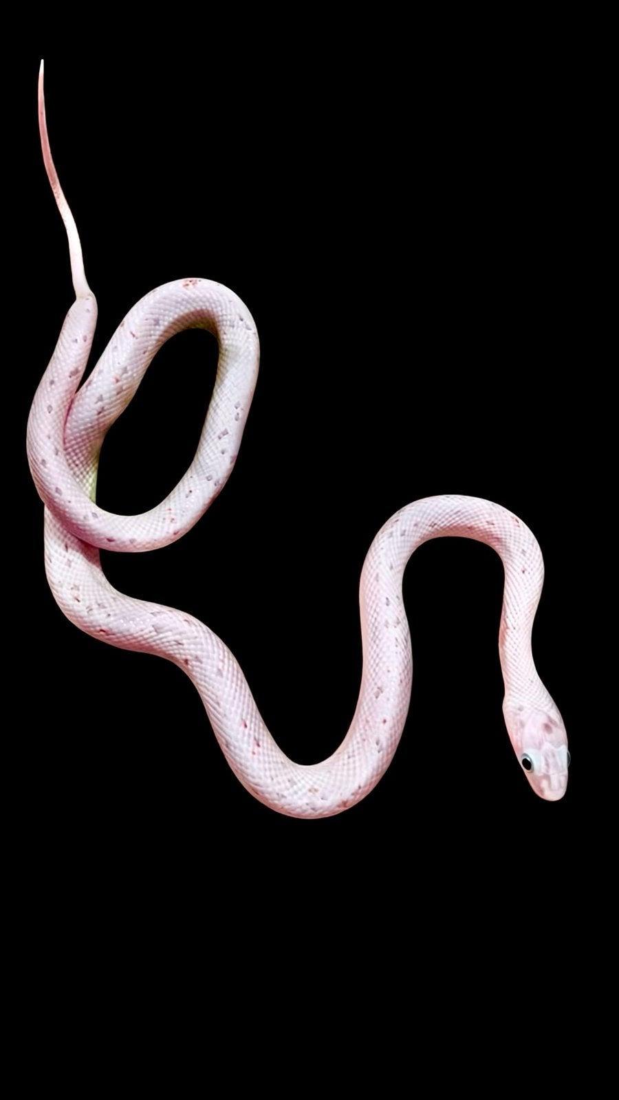 Verschillende varianten jonge rattenslangen Rat Snake photo 3