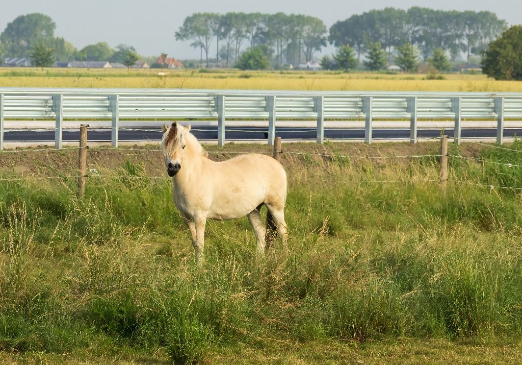 paarden te koop, Dieren en Toebehoren, 0 tot 2 jaar