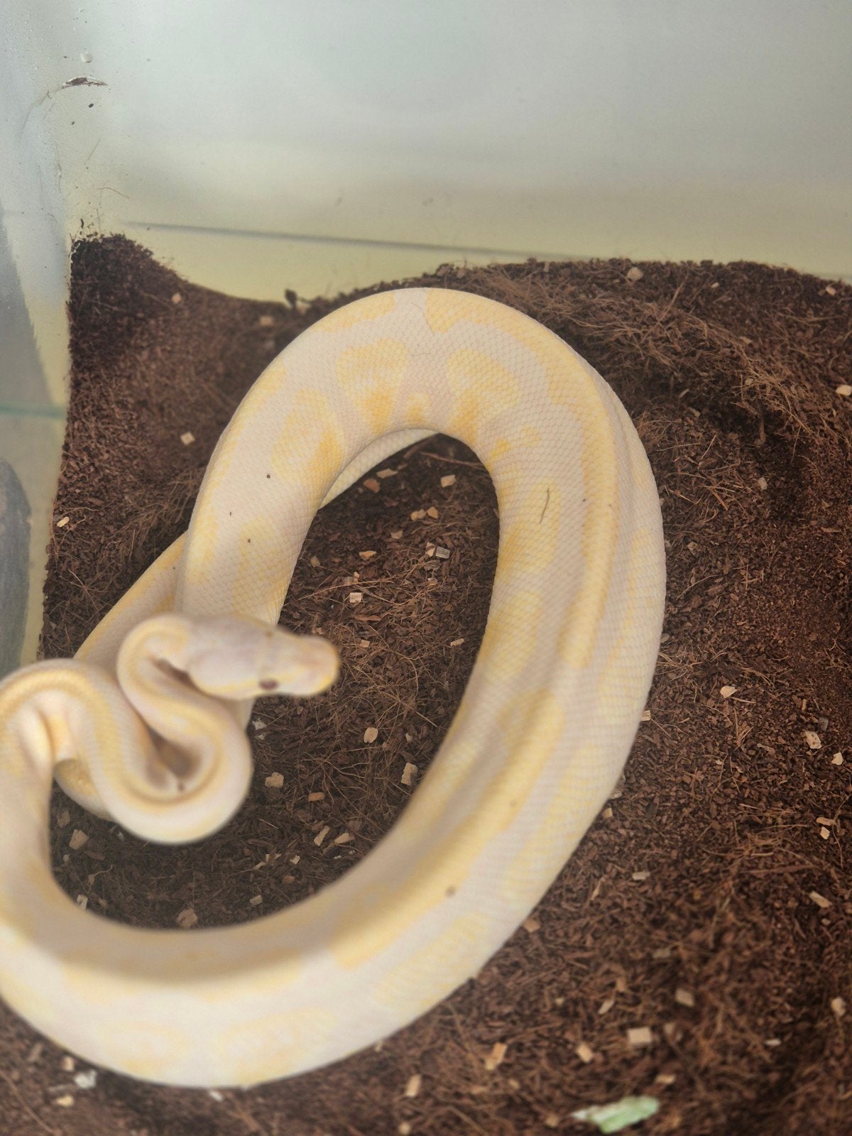 Mooie Lavender Albino 100% Pied man te koop Ball Python - male for sale from Tyson