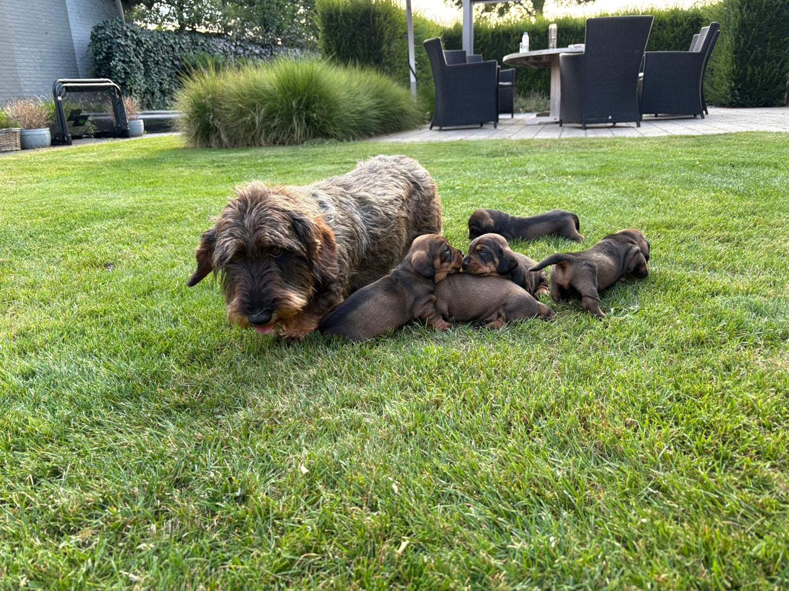 Teckel standaard ruwhaar pups, Parvo, Standaard, 8 tot 15 weken, Meerdere