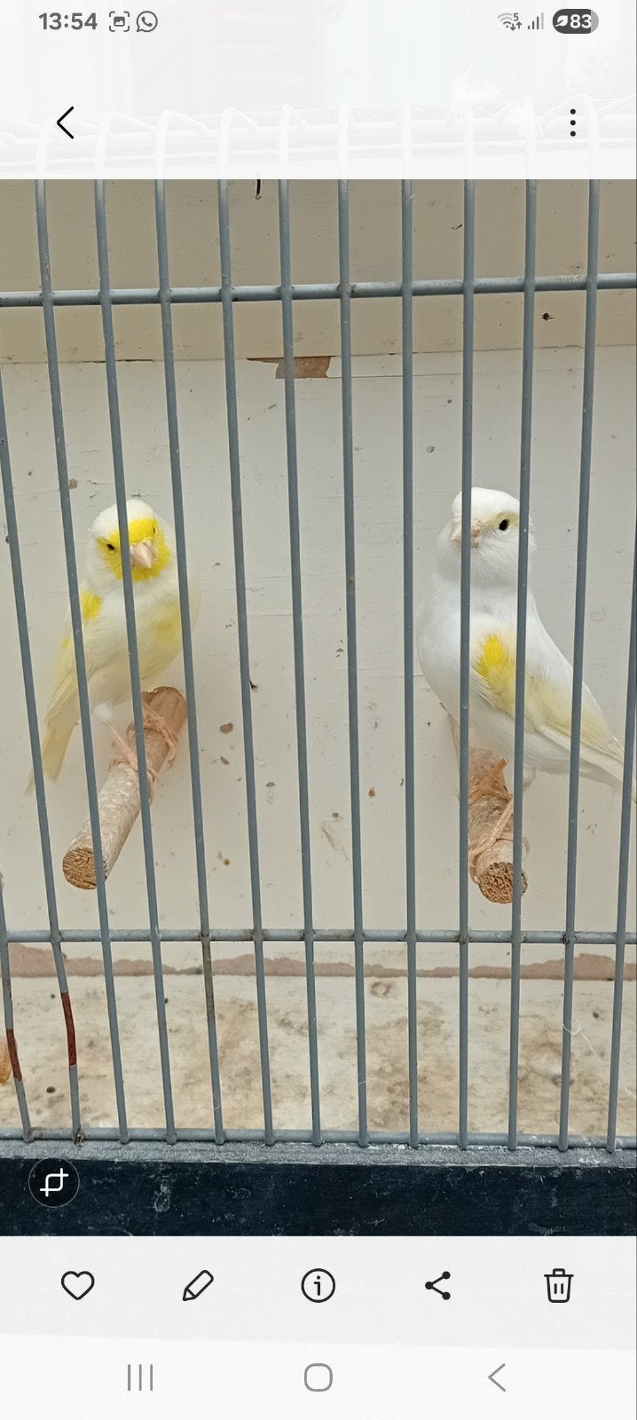 Tk jonge mozaiek kanarie s, Meerdere dieren, Kleurkanarie