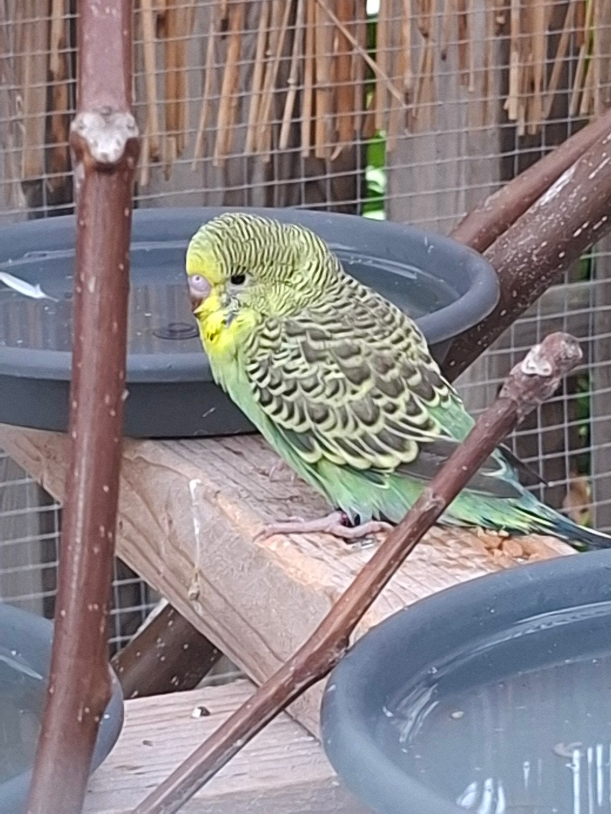 Twee hele mooie grasparkieten, Dieren en Toebehoren, Meerdere dieren, Parkiet