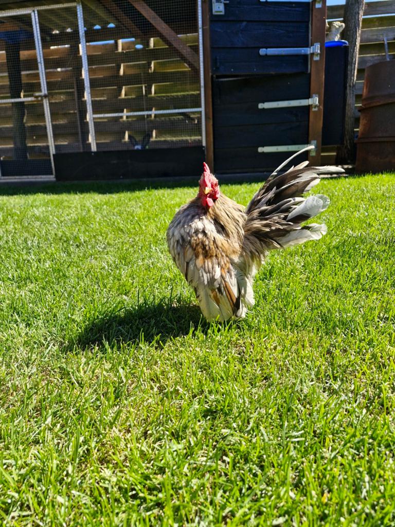 Mooie serama fokhaan TT kwaliteit, Dieren en Toebehoren, Pluimvee, Mannelijk, Kip
