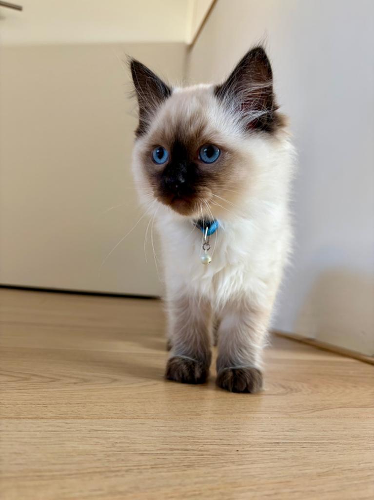 Ragdoll kittens met stamboom, Meerdere dieren, Met stamboom, 0 tot 2 jaar
