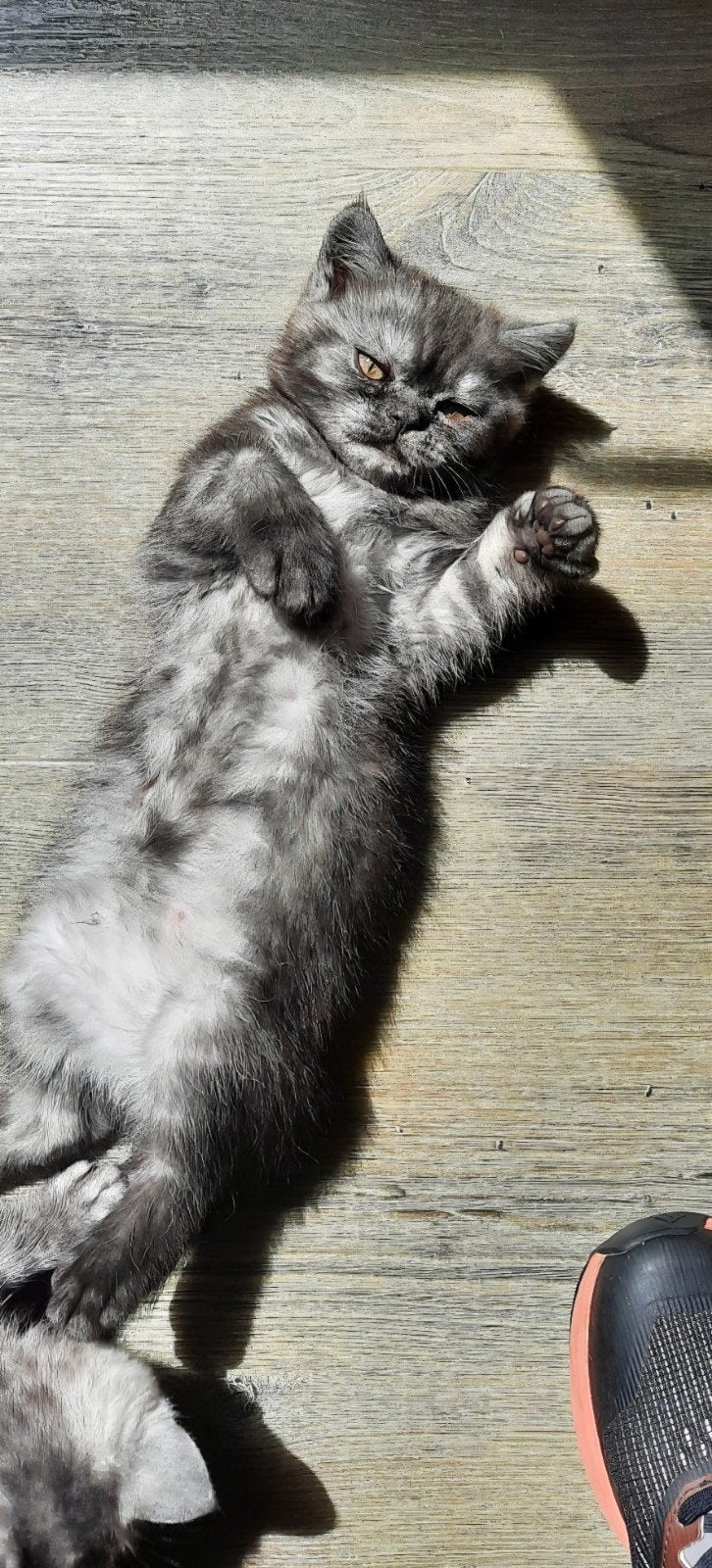 Nog 1 britse korthaar kitten beschikbaar!, Meerdere dieren, 0 tot 2 jaar