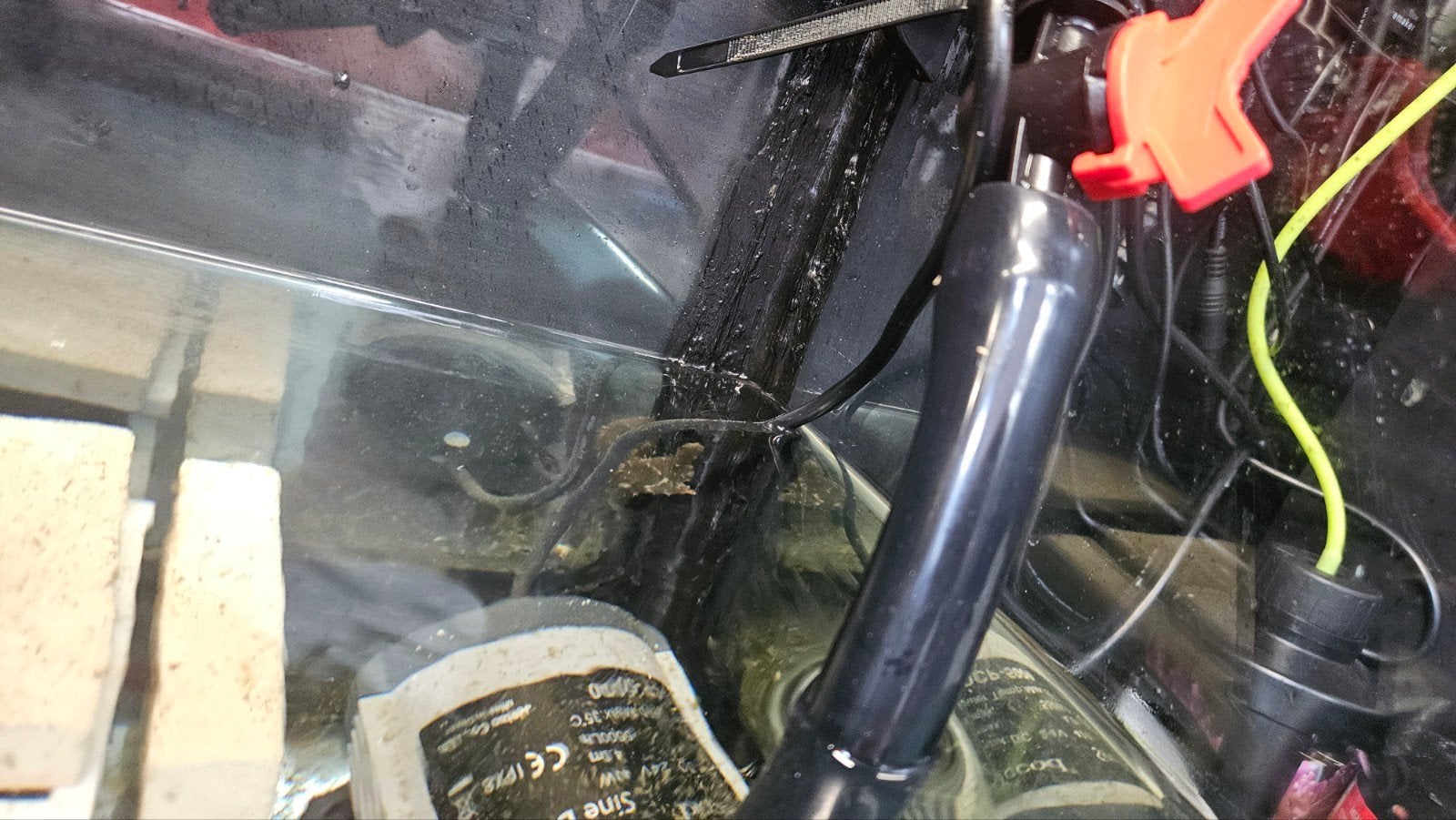 Vijlvis M, Dieren en Toebehoren, Vis, Zoutwatervis