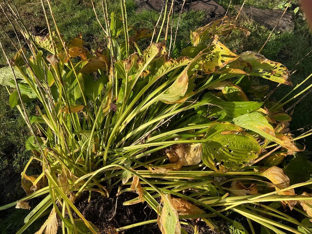 Grote pol Hosta, doorsnede 50 cm, Vaste plant, Halfschaduw, Zomer, Ophalen