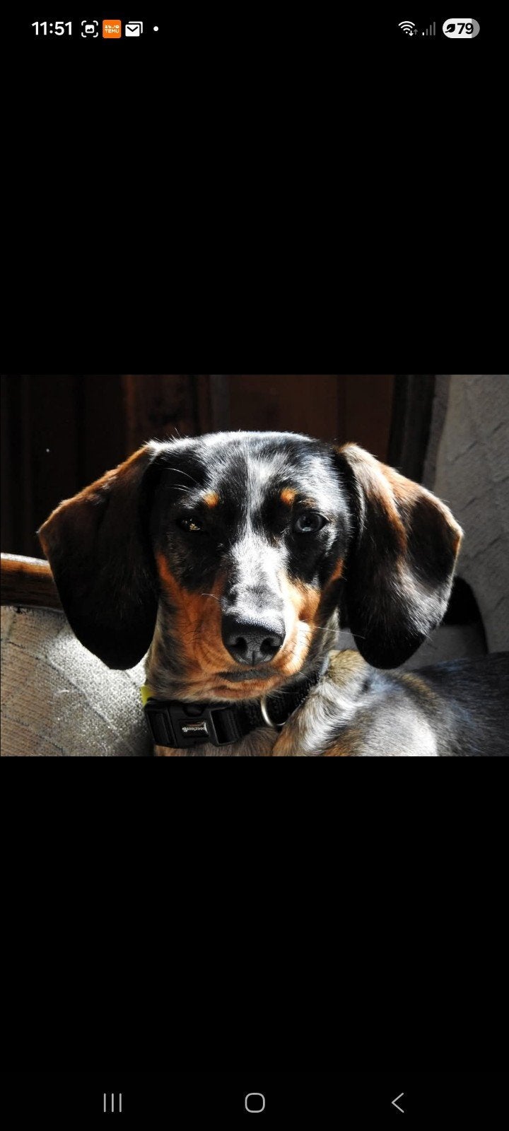 Dwergteckel korthaar, Reu, Korthaar, Dwerg, Eén hond