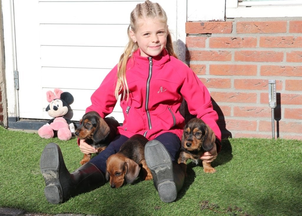 Dwerg Teckel pups mogen verhuizen, CDV (hondenziekte), 8 tot 15 weken, Dwerg, Meerdere