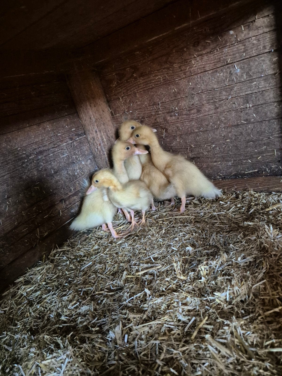 Super lieve loopeenden kuikens., Dieren en Toebehoren, Meerdere dieren, Tam