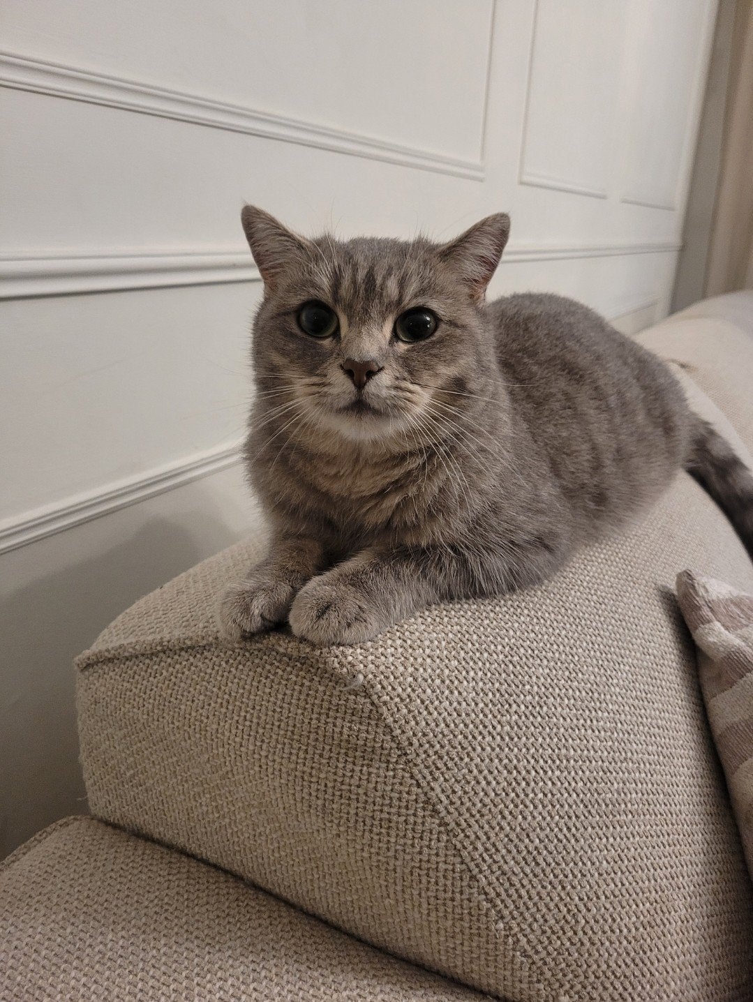 prachtige BK poes, Dieren en Toebehoren, Katten en Kittens | Overige Katten, Poes