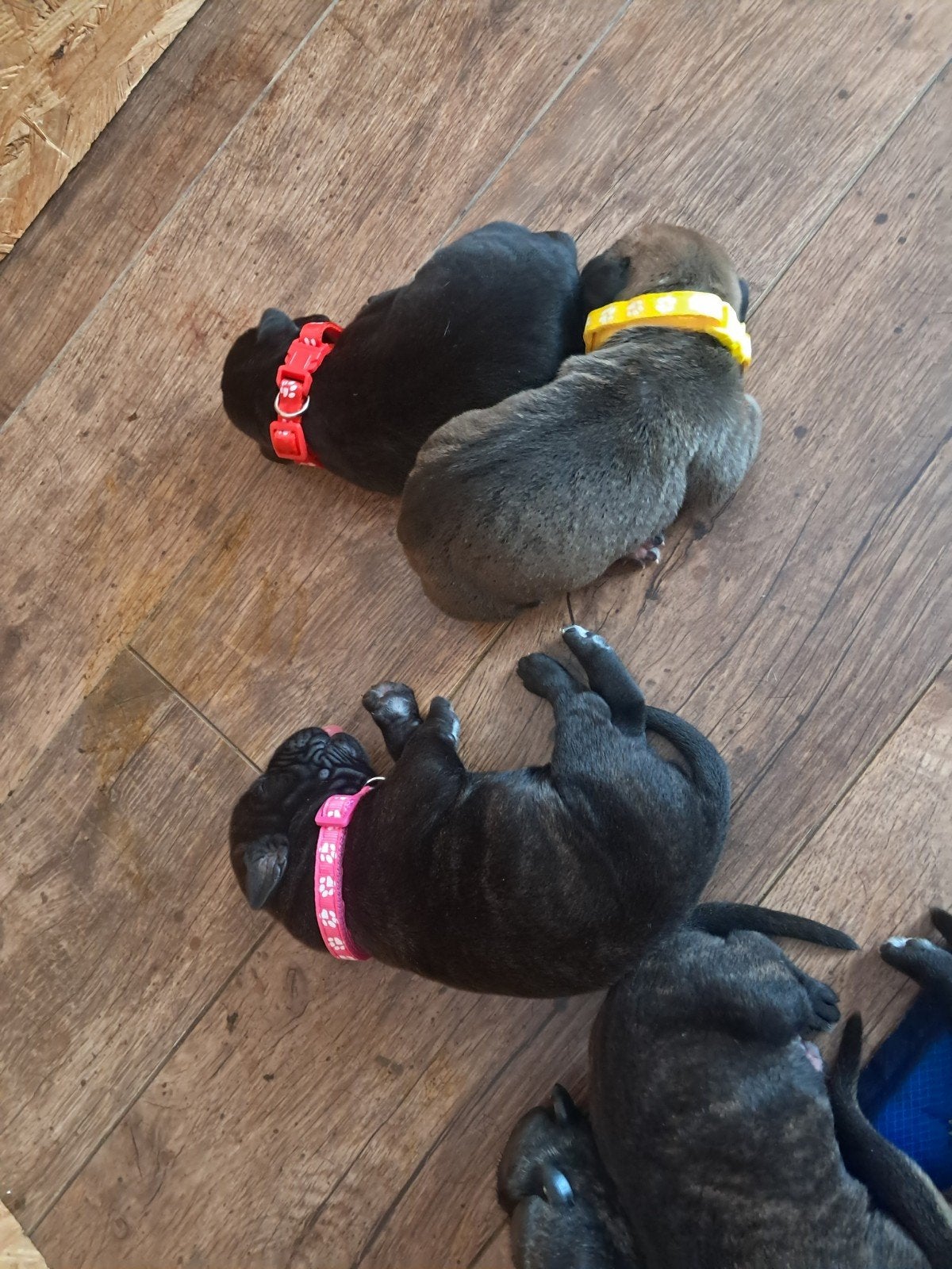 Cane Corso x Cane Corso/Bull Mastief pups, Dieren en Toebehoren, 8 tot 15 weken, Groot, Meerdere, Meerdere dieren