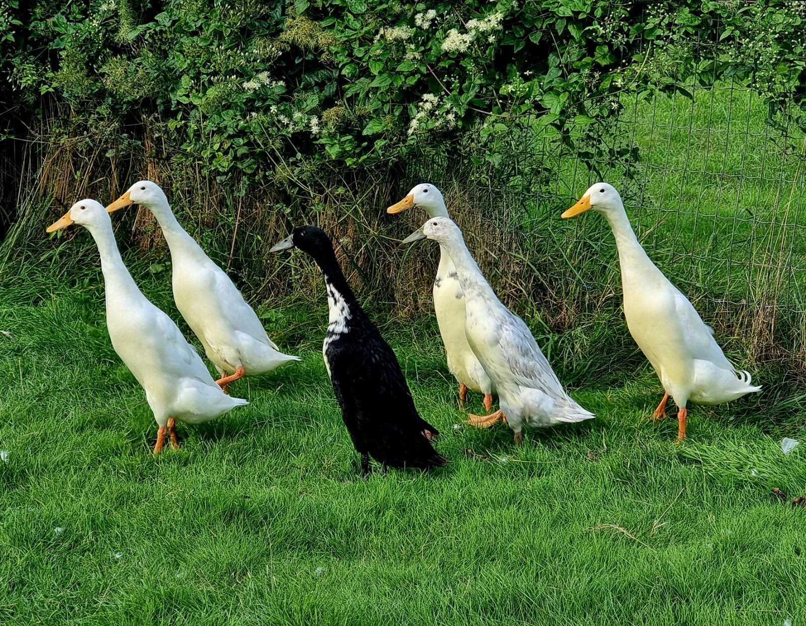Jonge Indische loopeenden van 2026 laatste 4 vrouw 2 man, Meerdere dieren, Eend