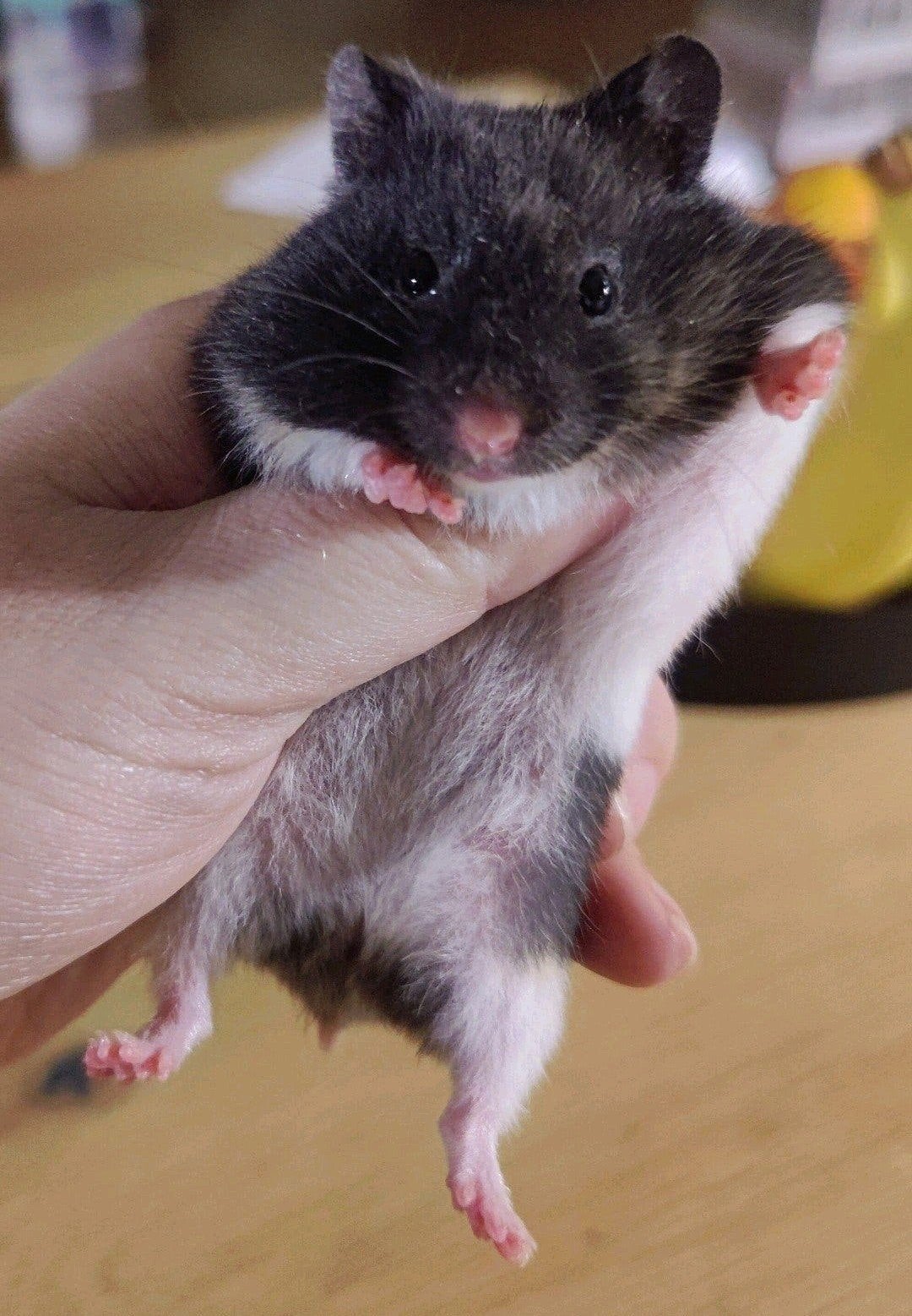 Lief zwart driekleur hamster jonkie, vrouwtje, Dieren en Toebehoren, Augustus, Hamster, Tam
