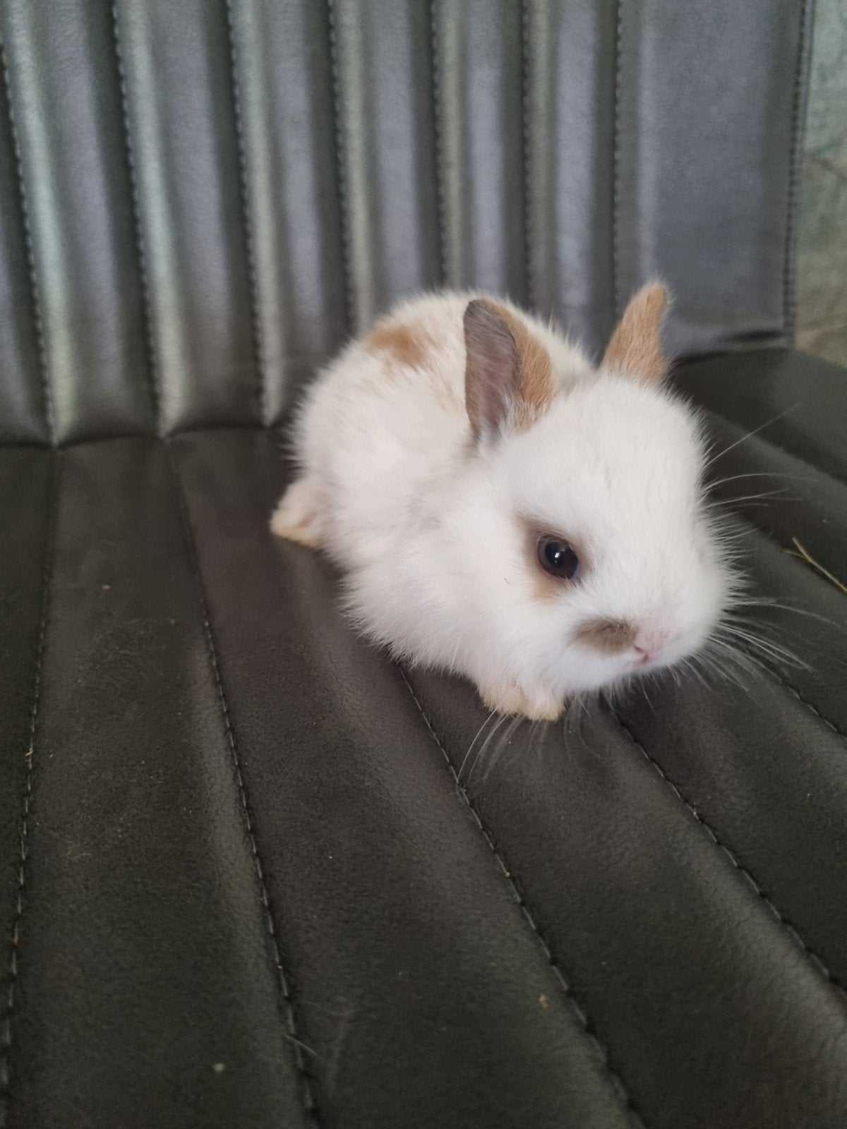 4 prachtige konijntjes, Meerdere dieren