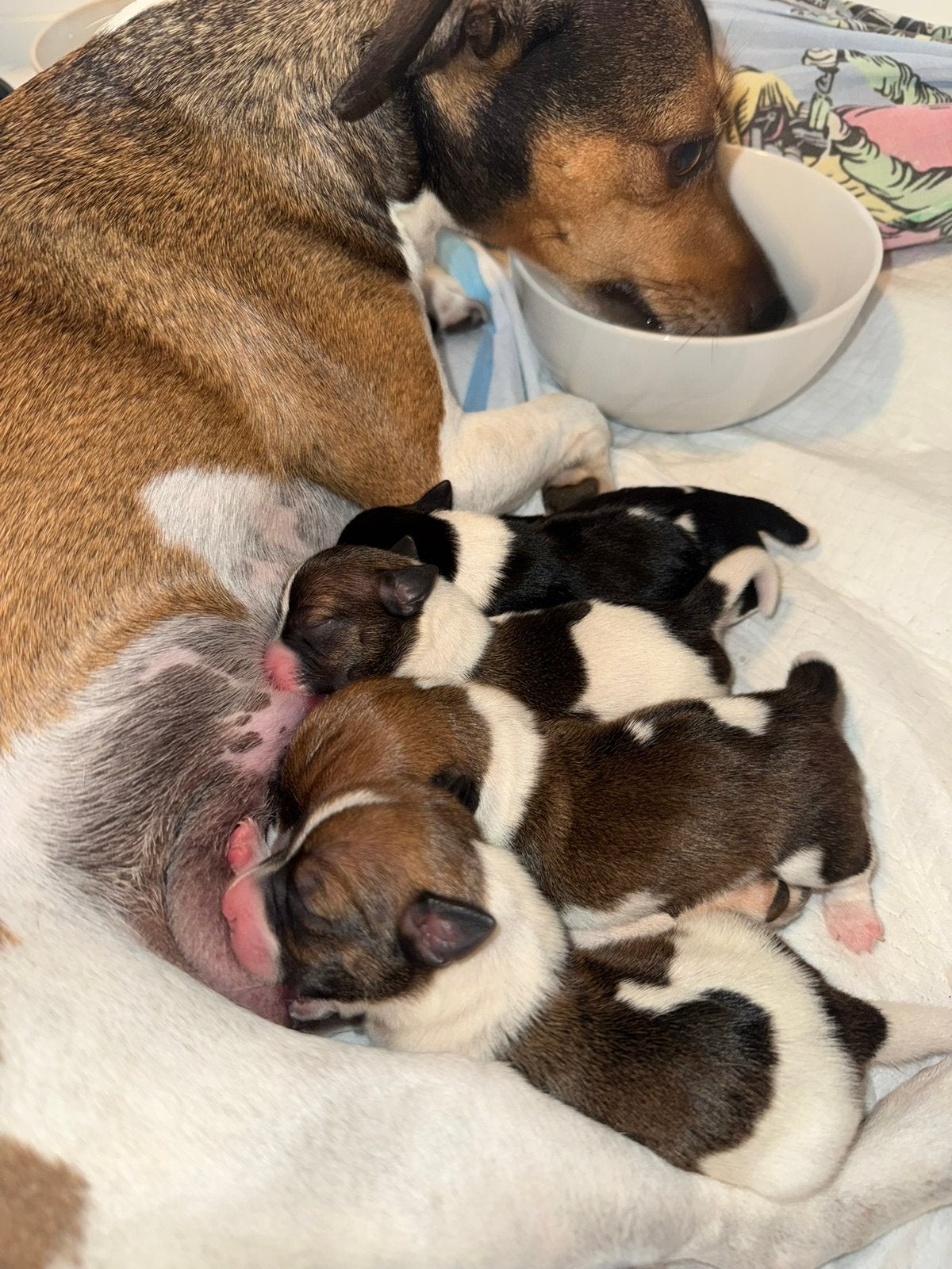 3 prachtige laagbenige,kortharige,gekleurde Jack Russel pups, Parvo, Jack Russell Terriër, Reu, 8 tot 15 weken