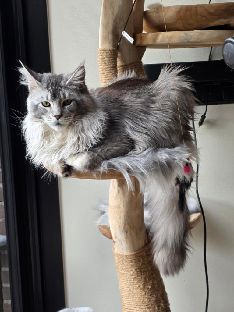 Dekkater, Dieren en Toebehoren, Ophalen of Verzenden