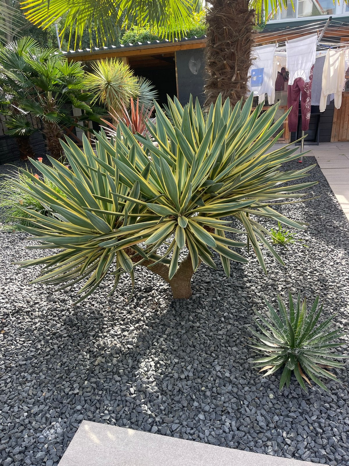 Yucca Gloriosa Variegata - Prachtige Sierplant, Tuin en Terras, Volle zon, Vaste plant, Bloeit niet, Ophalen