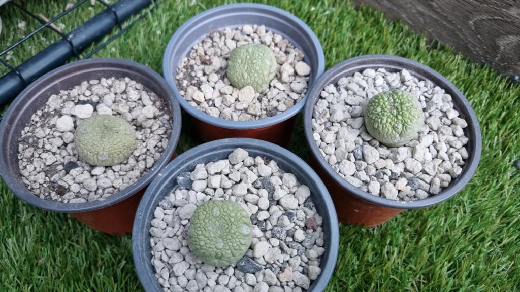 CACTUS PSEUDOLITHOS MIGIURTINUS MOOIE PLANTEN, Huis en Inrichting, Kamerplanten, Ophalen of Verzenden, Cactus, Volle zon, Minder dan 100 cm