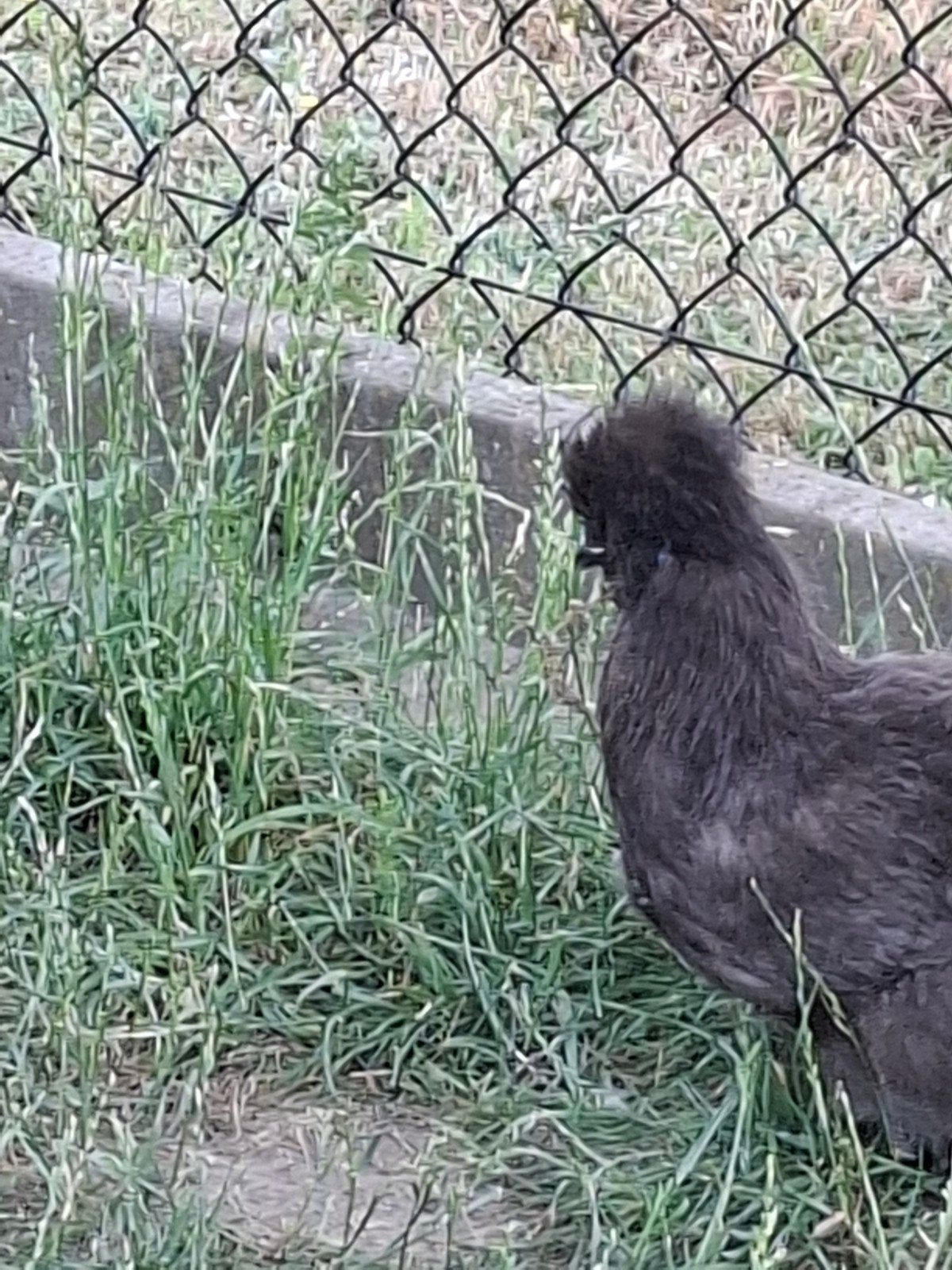 Zijdehoen hennen, Dieren en Toebehoren, Pluimvee, Vrouwelijk, Kip