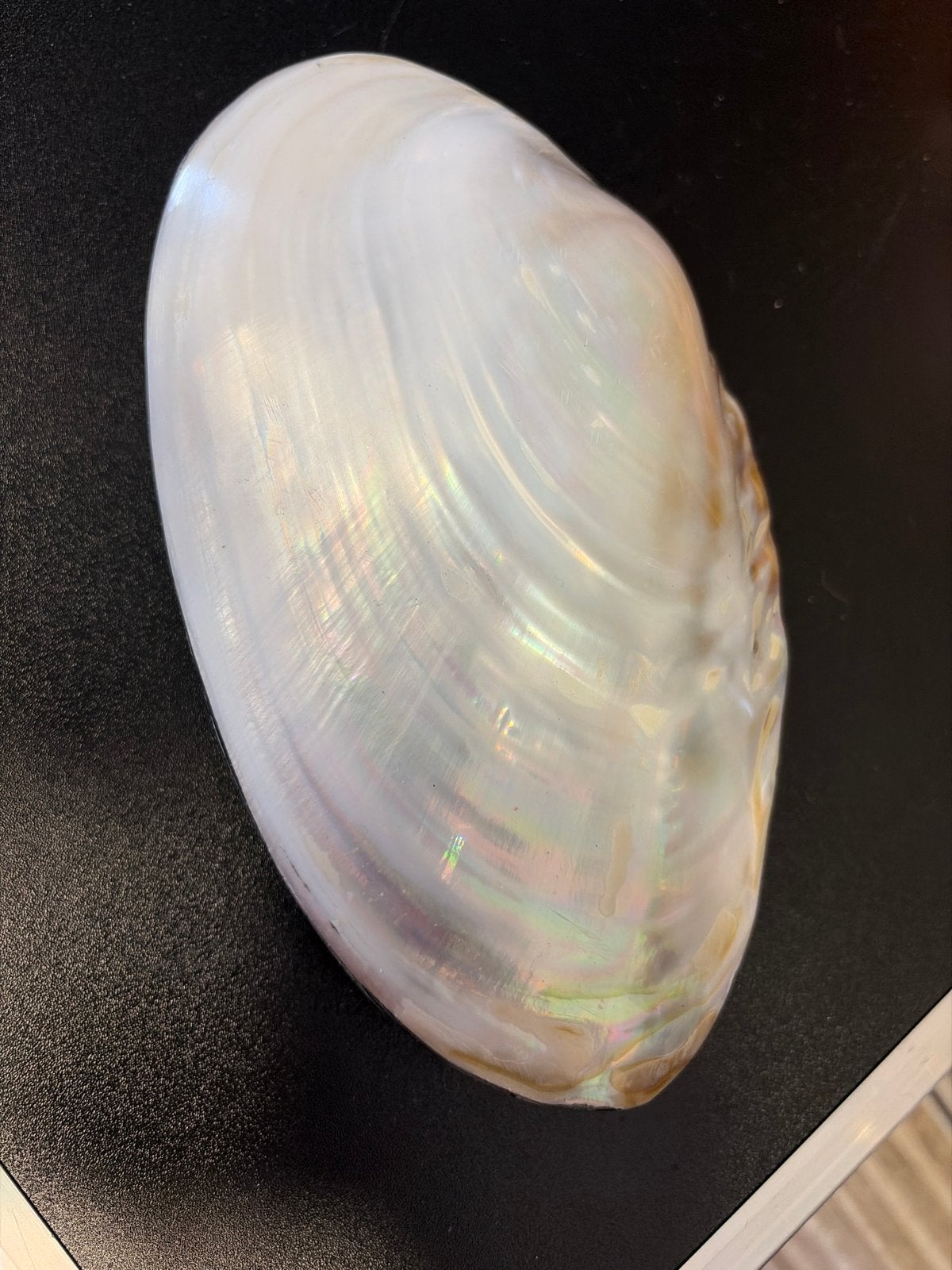 Prachtige parelmoer schelp in fluwelen doos, Ophalen of Verzenden, Zo goed als nieuw