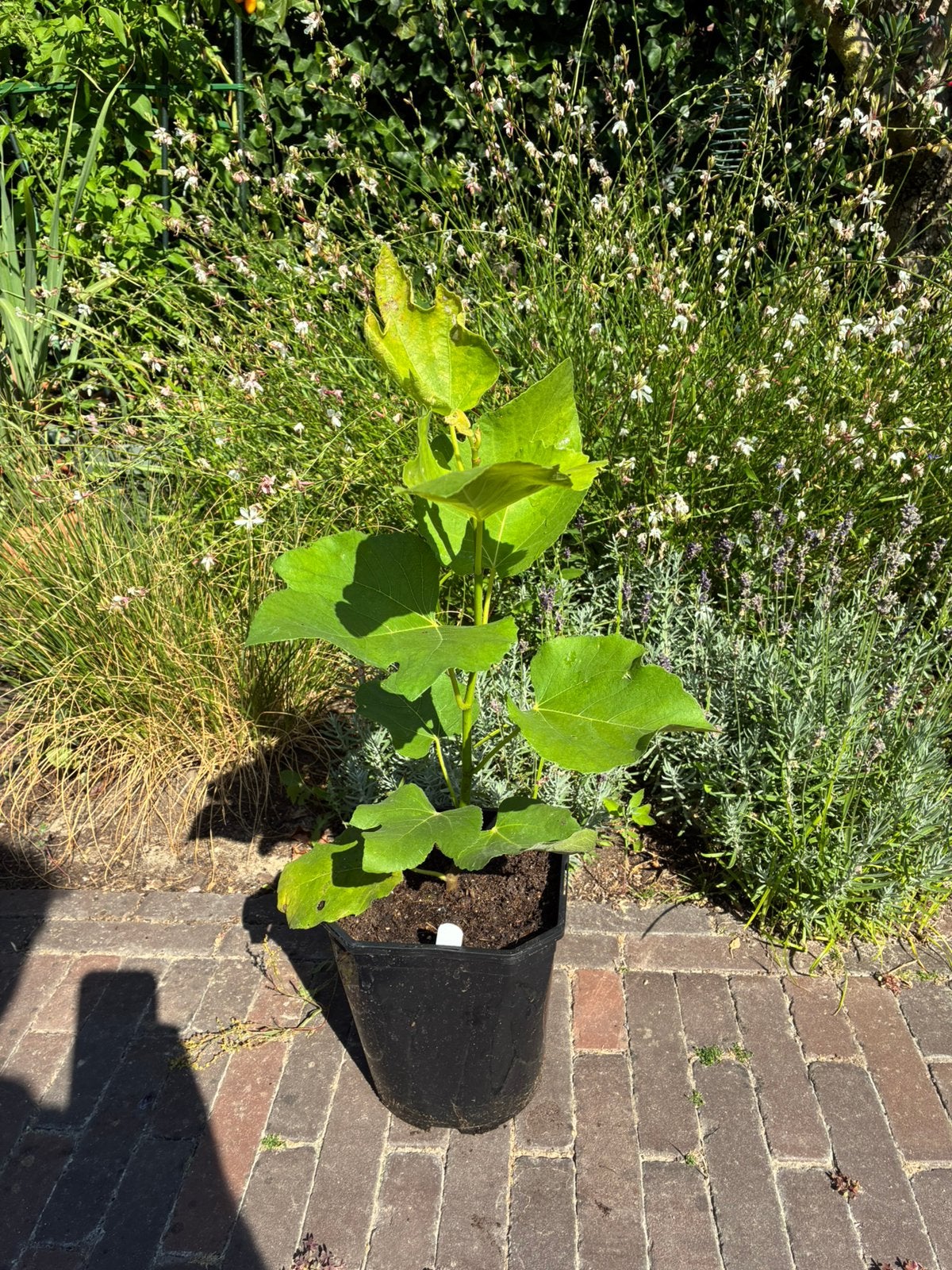 Vijgenboom "Verdolino" (persoonlijke favoriet), Minder dan 100 cm, Volle zon, In pot, Ophalen of Verzenden