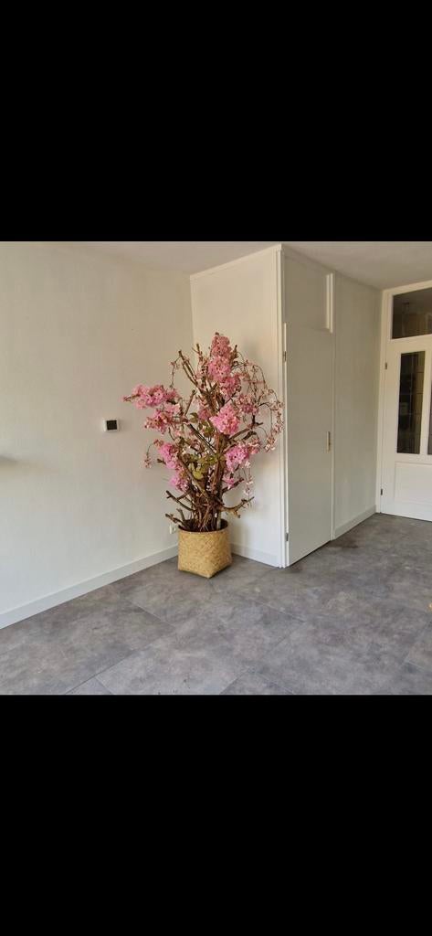 Grote kunstbloesem boom met roze bloemen, Ophalen, Zo goed als nieuw