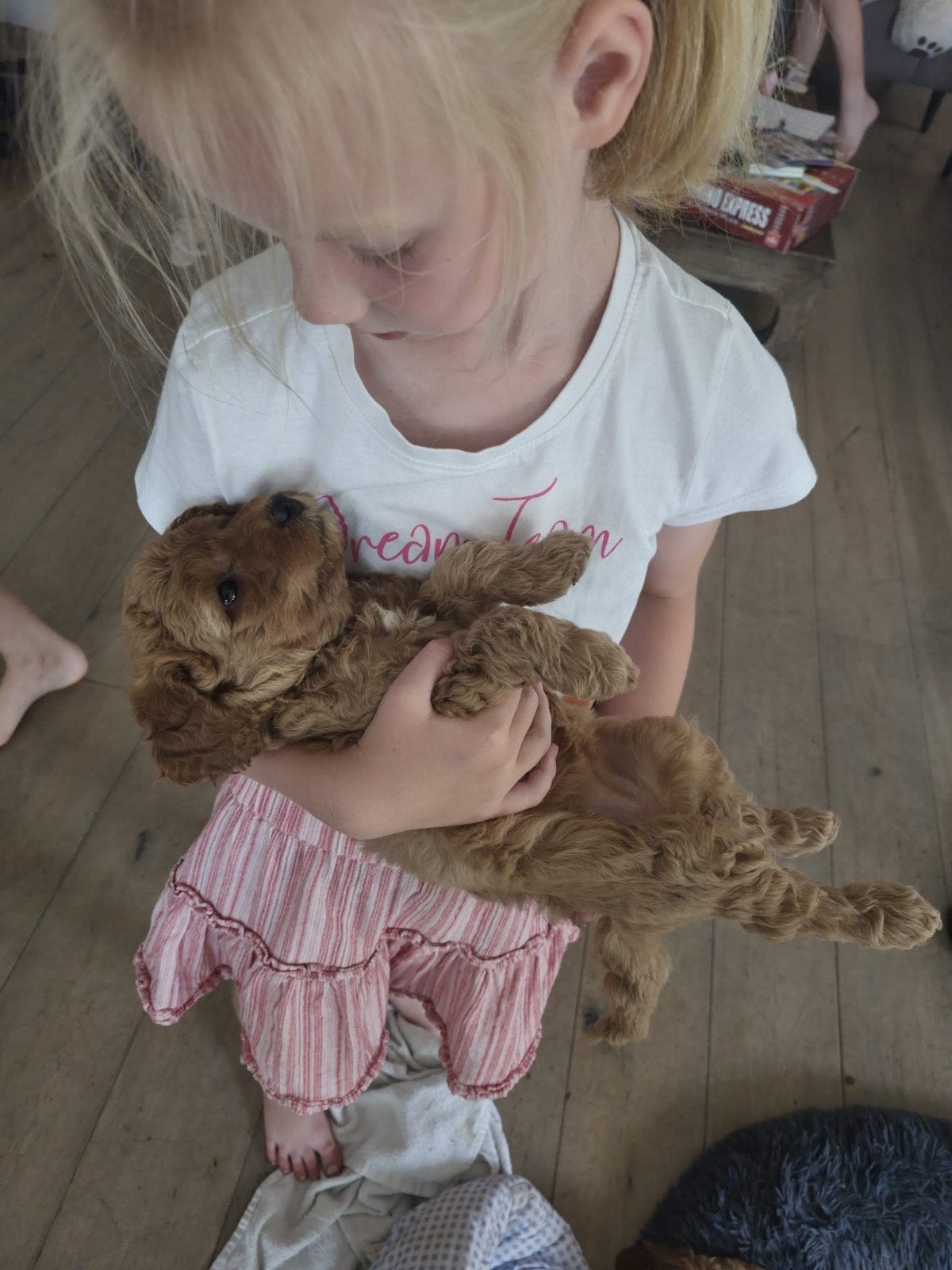 Prachtige Multigen Labradoodle pups, 8 tot 15 weken, Parvo, Meerdere, Meerdere dieren