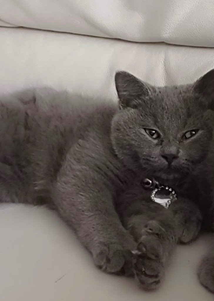 Kat British shorthair, Dieren en Toebehoren, Katten en Kittens | Raskatten | Korthaar, Kater, Gechipt, 3 tot 5 jaar