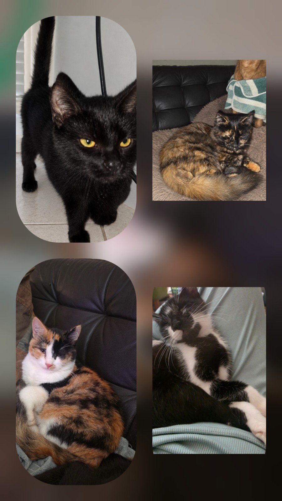 Deze 4 lieverds mogen van af zaterdag weg, Dieren en Toebehoren, Meerdere dieren